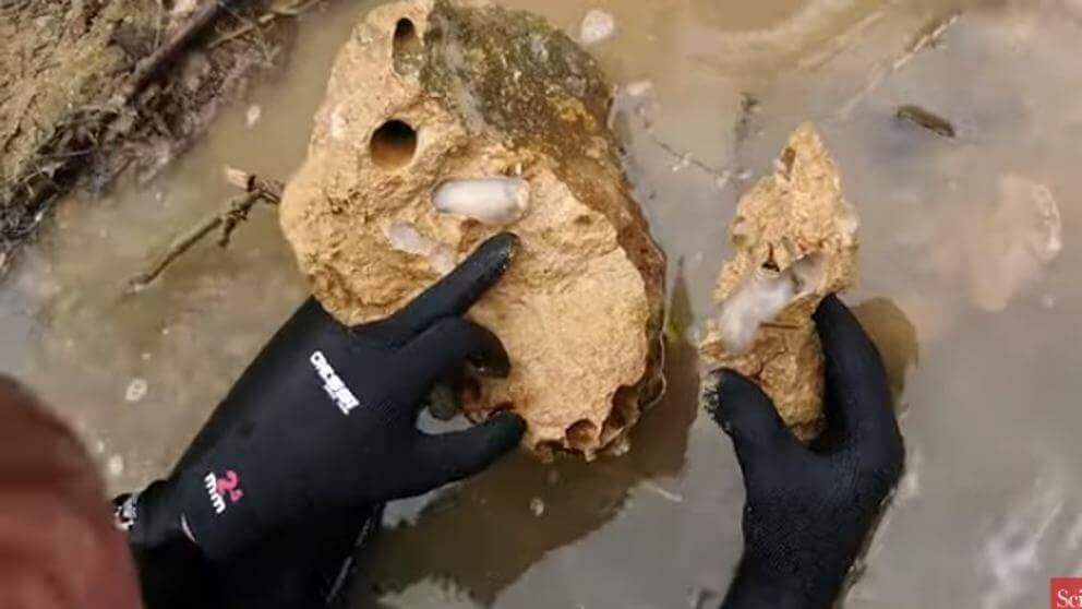 L. abatanica che scava la roccia