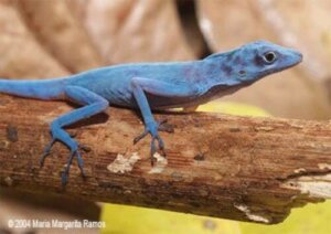 La lucertola blu di Gorgona: un rettile che sembra uscito da Avatar