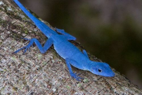 Lucertola di colore blu su un albero