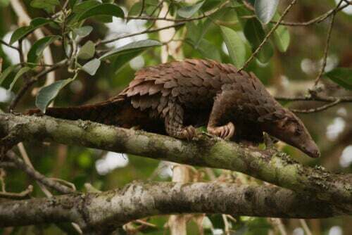 Manis pentadactyla, ovvero pangolino