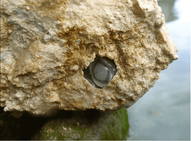Mollusco che scava tunnel nella roccia