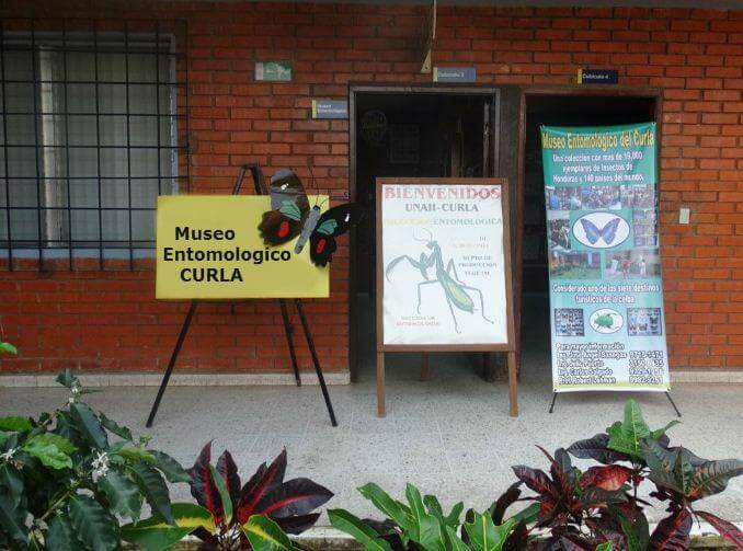 museo entomologico curla