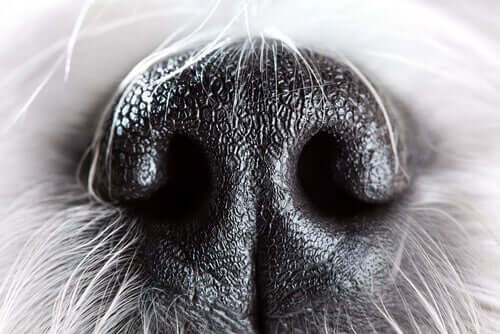i cani sono tra gli animali che possiedono un olfatto molto sviluppato