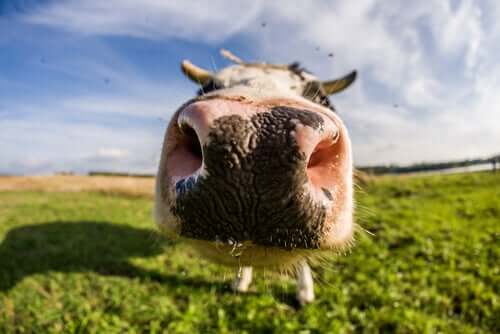 le mucche sono ai primi posti tra gli animali con un olfatto altamente sviluppato