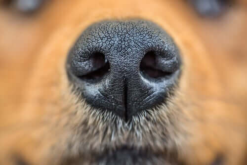 14 animali dall'olfatto altamente sviluppato