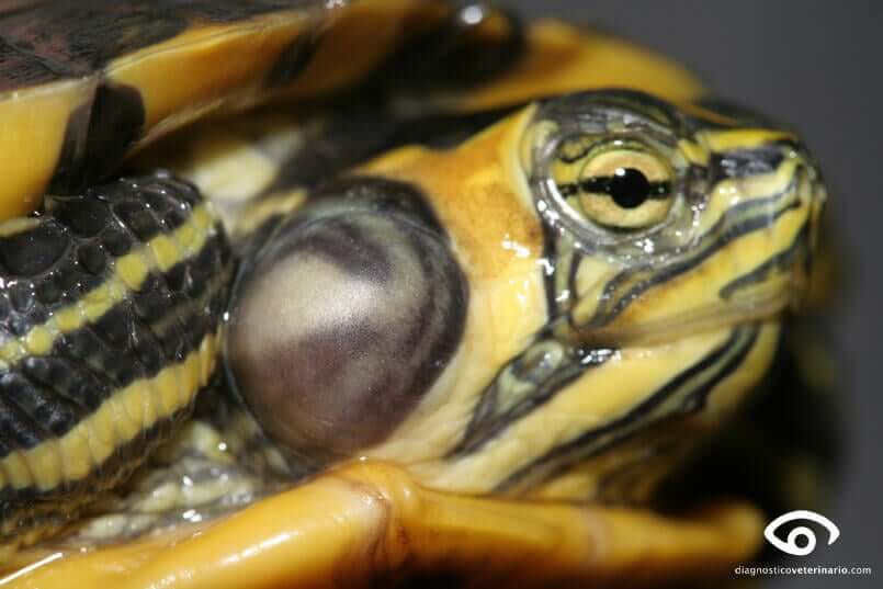 tartaruga d'acqua con otite
