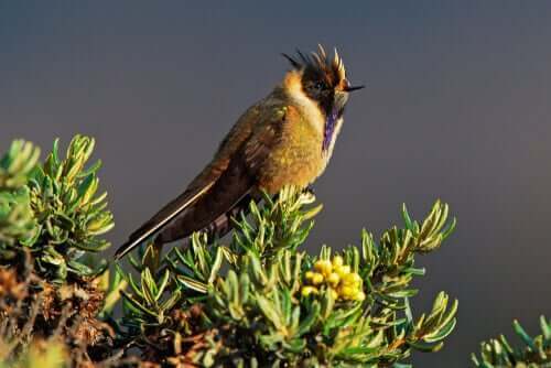 l'Oxypogon cyanolaemus rappresenta una delle specie di colibrì colombiano più rare e difficili da vedere