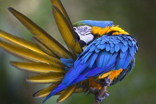Prurito pappagallo