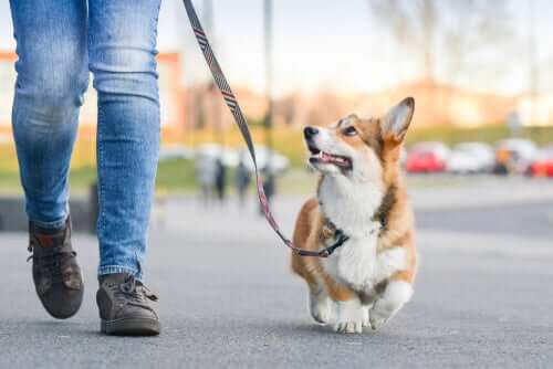 è possibile evitare le multe per chi porta il cane a passeggio, se si seguono alcune regole