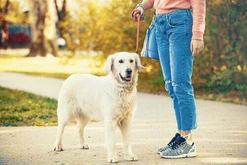 Donna che cammina il suo cane al guinzaglio