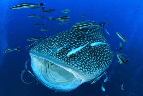 Lo squalo balena, il pesce più grande del mondo