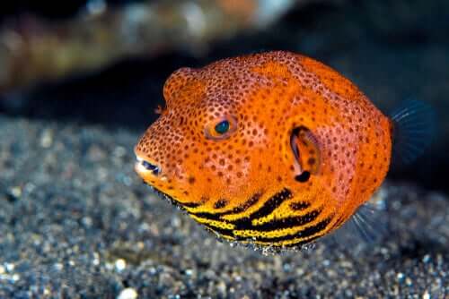 Pesce palla arancione