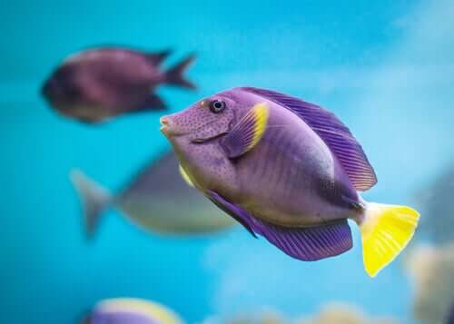 Pesce viola e giallo