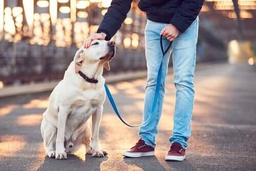 Pet sitting: 6 regole per badare al cane di un altro