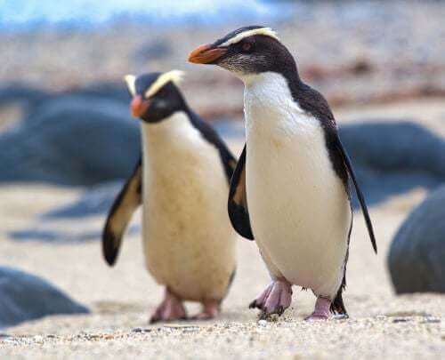 Pinguini di Fiordland