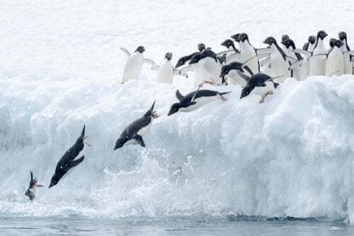 La maratona dei pinguini di Fiordland