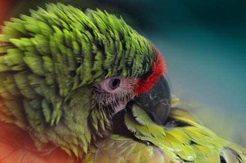 Osservare le piume degli uccelli per prevenire le malattie