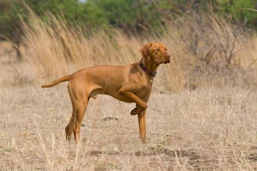 Pointer inglese in un campo