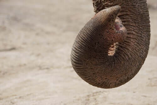 gli elefanti sono gli animali dall'olfatto maggiormente sviluppato