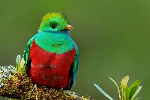 Quetzal mesoamericano