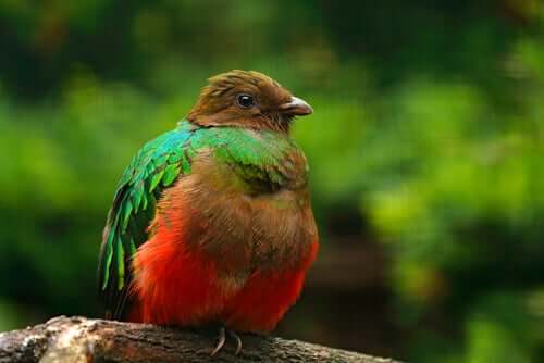 Quetzal auriceps
