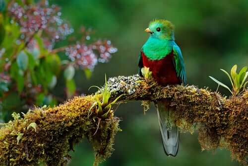 Il quetzal della Mesoamerica: leggenda e specie