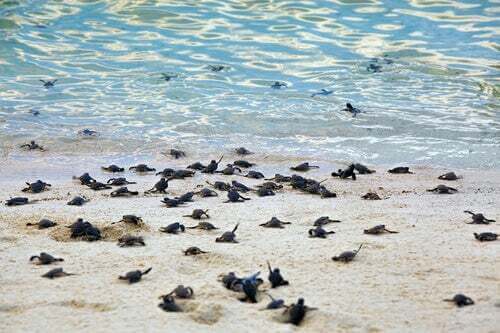 Piccoli di tartaruga liuto sulla spiaggia.