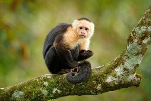 È etico addestrare le scimmie a scopi terapeutici?