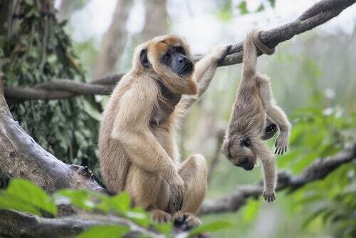 Scimmie su un albero