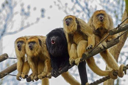 Perché ci sono delle scimmie che diventano gialle?