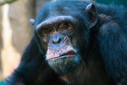 Scimpanzé aggressivo