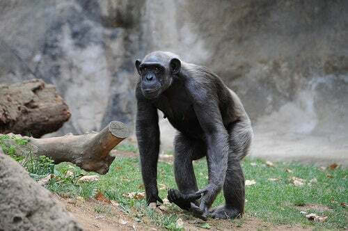 Scimpanzé che cammina