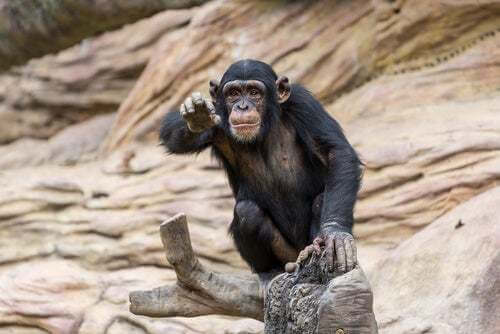 Scimpanzé nel triangolo di Goualougo