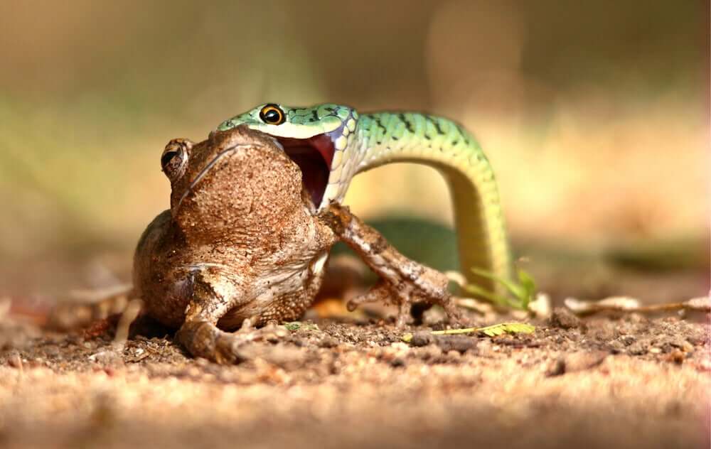 Serpente che mangia una rana