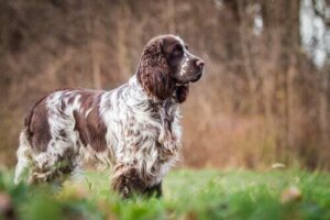 Storia e caratteristiche dello Springer spaniel inglese