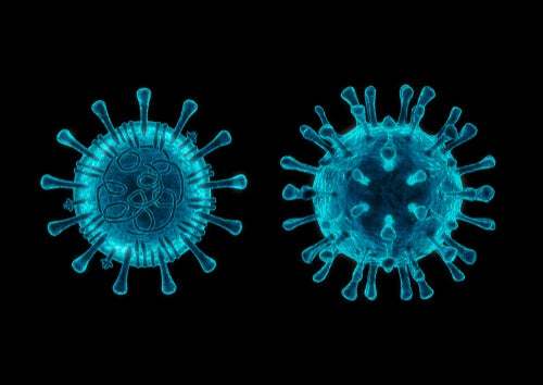 5 cose da sapere sul coronavirus canino