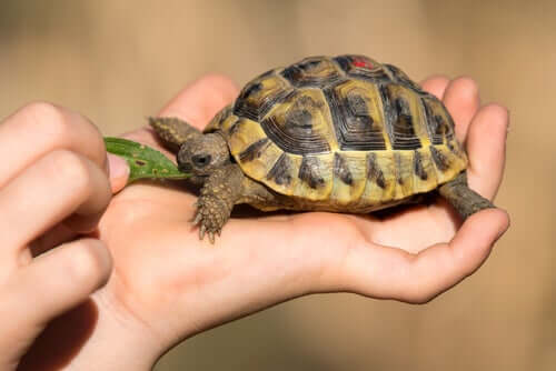 I 3 problemi di salute più comuni nelle tartarughe domestiche