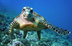 La tartaruga marina: tutto su uno degli animali più affascinanti