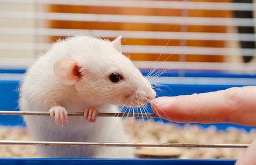 Accorgimenti per mantenere in salute i topi da laboratorio