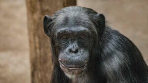 Gli scimpanzé non sono animali domestici: la storia di Travis