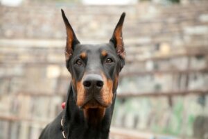 Educare un cane dobermann: fattori da considerare
