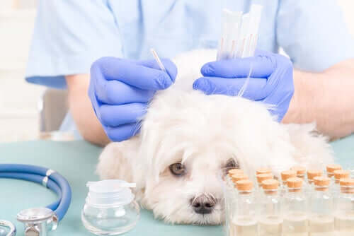 Agopuntura per cani: come funziona?