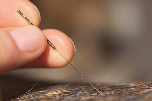 agopuntura per cani: si tratta di una terapia alternativa, che non sostituisce il trattamento veterinario