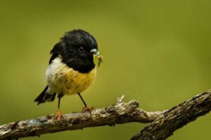 Gli animali che vivono sulle isole hanno il cervello più grande