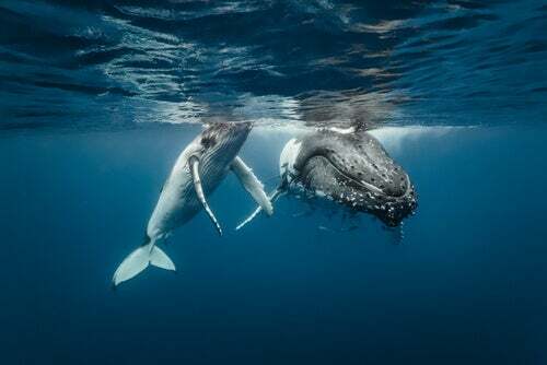Balene che nuotano