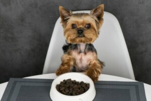 Distributori automatici di cibo per cani: i tre modelli migliori
