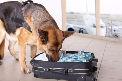 Cane che annusa la valigia