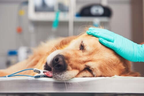 se si pensa di trovarsi di fronte a urgenze veterinarie, è bene mettersi in contatto con il medico