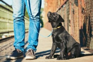 Educazione del cane per principianti: 5 passaggi