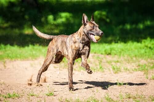 Cane da pastore olandese: un cane affettuoso e poco conosciuto
